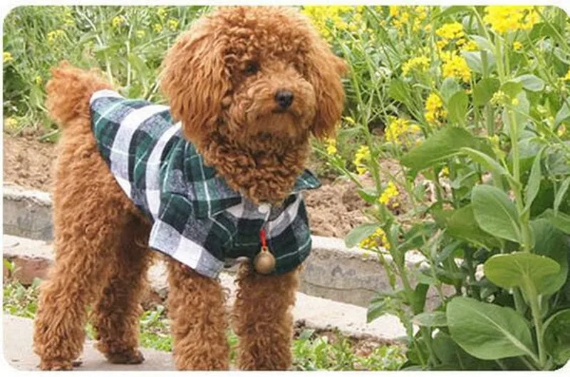 Plaid Collar Button Checkered Summer Outfit Puppy Shirt